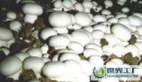 新鮮蘑菇批發兼零售，農副產品的優質選擇